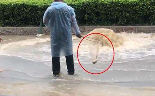 輸送帶廠家：廣州雨后內澇嚴重，路人當街捕魚