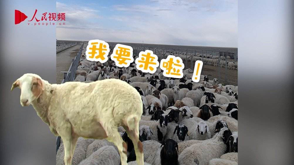 蒙古捐贈的3萬只羊全部入境 蒙古捐贈的3萬只羊全部入境